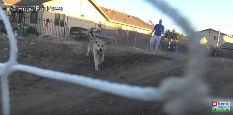 網に向かって走ってくる犬