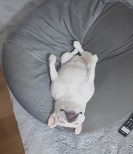 後ろ足を組んで寝る犬