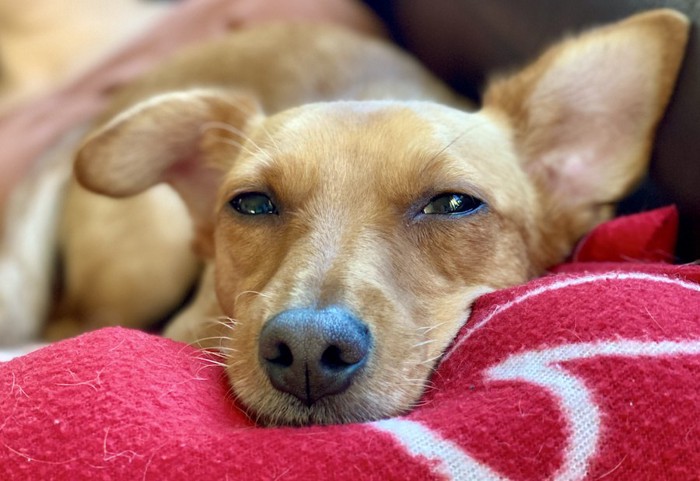 ブランケットの上で眠そうな茶色の犬