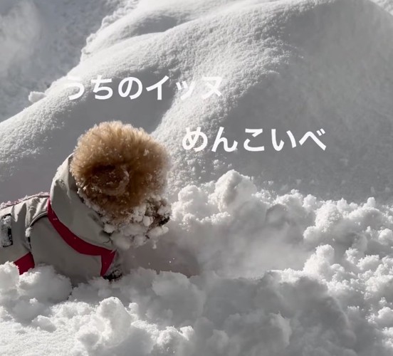 雪玉を追いかけるきなちゃん3