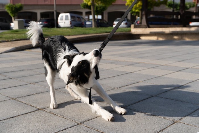 リードをくわえて引っ張る犬