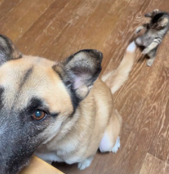 スクッと立ち上がる子猫さん