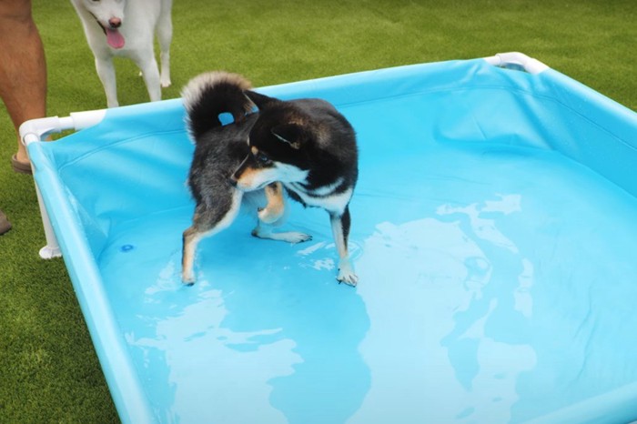 プールに入る犬と子供