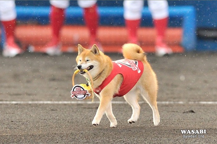 02.ベースボール犬わさび