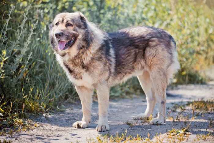 コーカシアン・シェパード