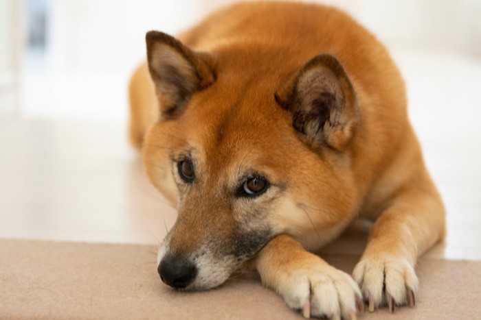 伏せて上目づかいの柴犬