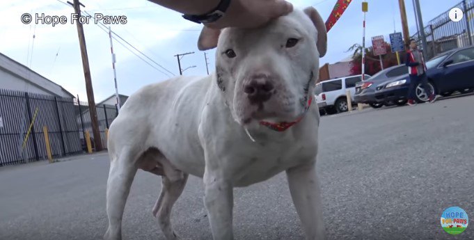 リードをつけてリラックスした犬