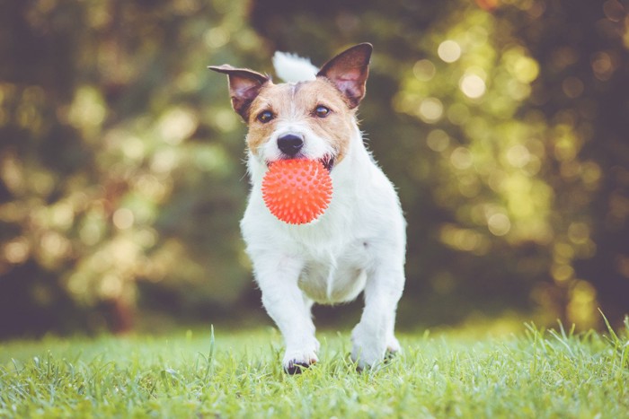 ボールをくわえて走る犬