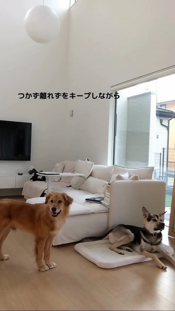 飼い主さんの方をみる茶色い犬と窓辺でふせをする黒い犬