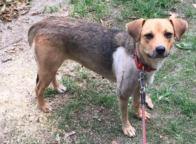 庭で立っている犬