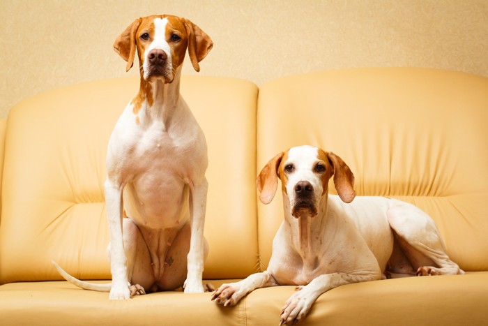 室内のソファでくつろぐ2頭のイングリッシュ・ポインター