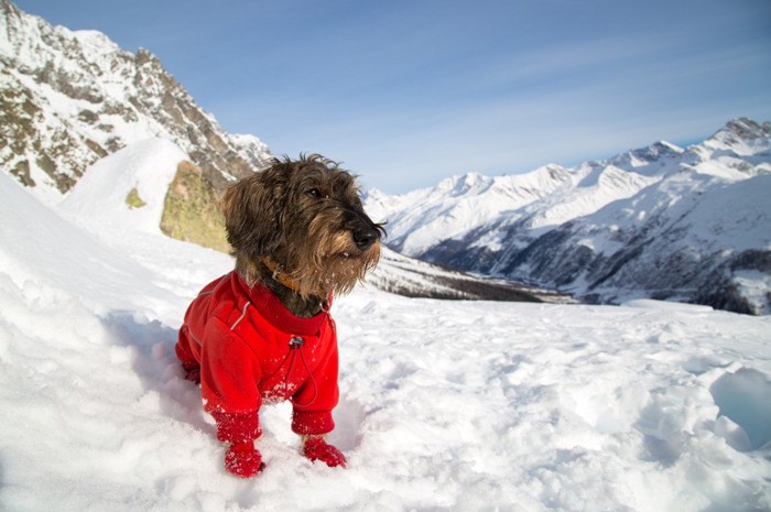 雪山で赤い防寒着を着る犬