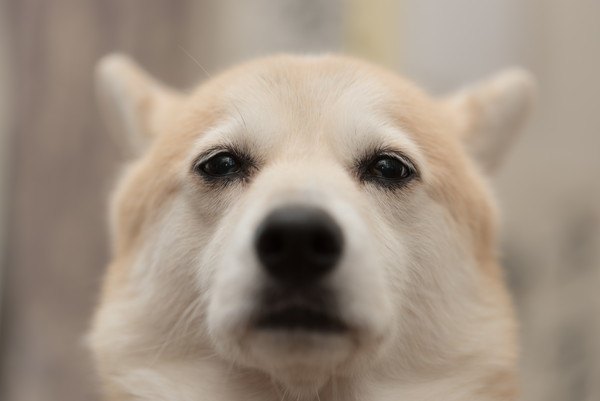 正面から見た悲し気な犬の顔