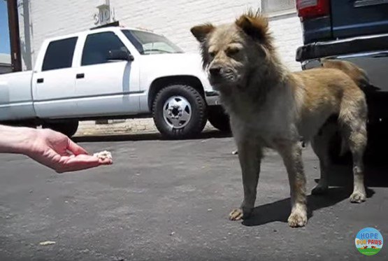 犬に食べ物を差し出す