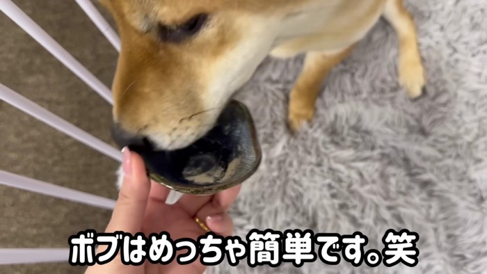 ボブちゃんは簡単！