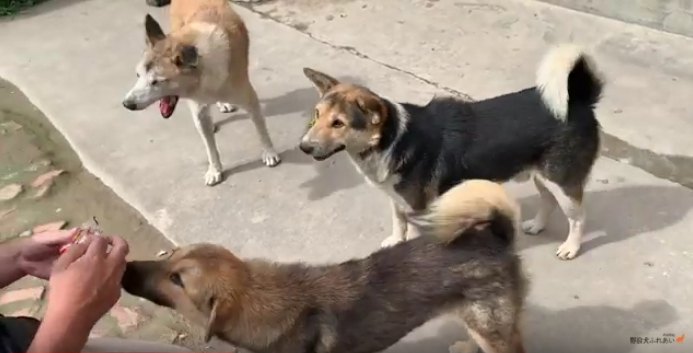 クッキーを待つ野良犬