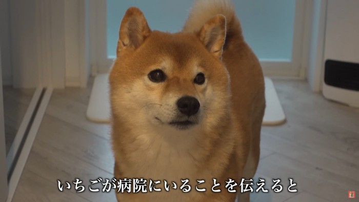 妹犬の入院を告げたら…