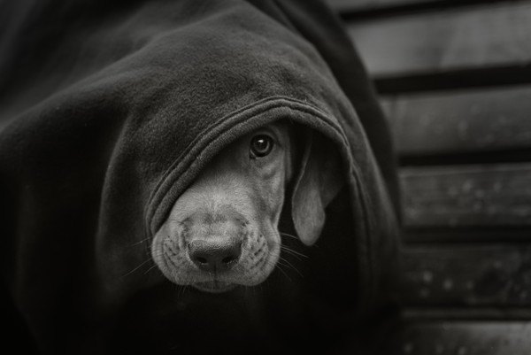 モノトーンで悲しそうな子犬