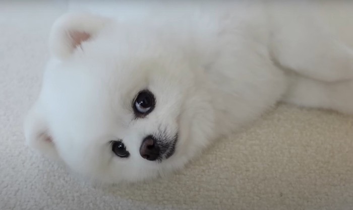 寝た犬のアップ