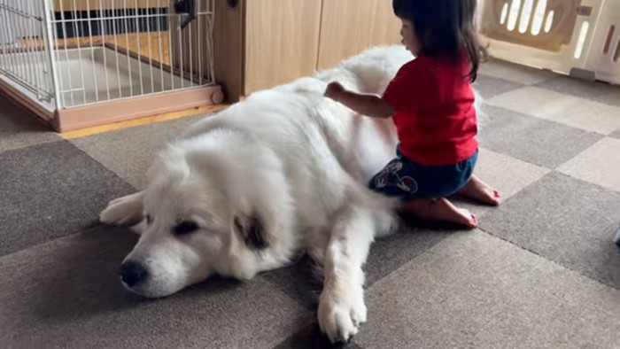 シュシュちゃんの背中を触るLONOちゃん