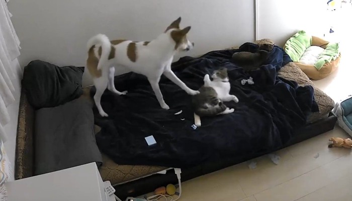 まめちゃんが構ってアピール！？