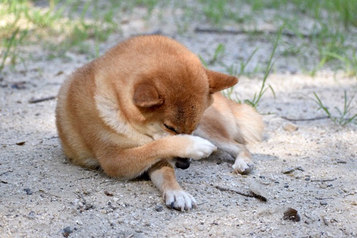 前足で顔を隠す柴犬