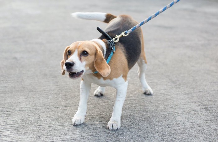 散歩中に吠えるビーグル犬