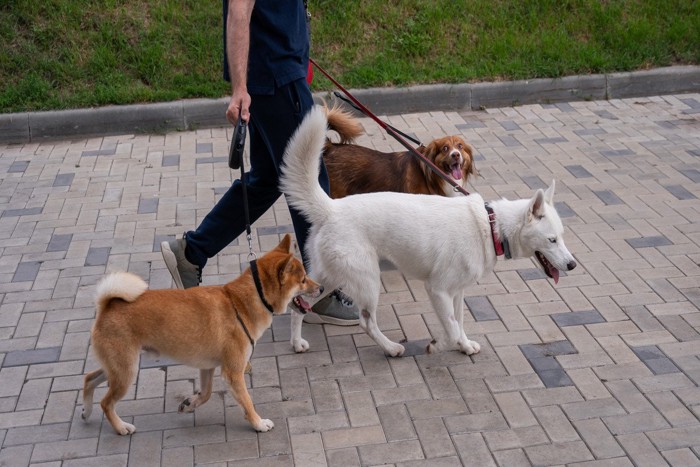 散歩する三匹の犬