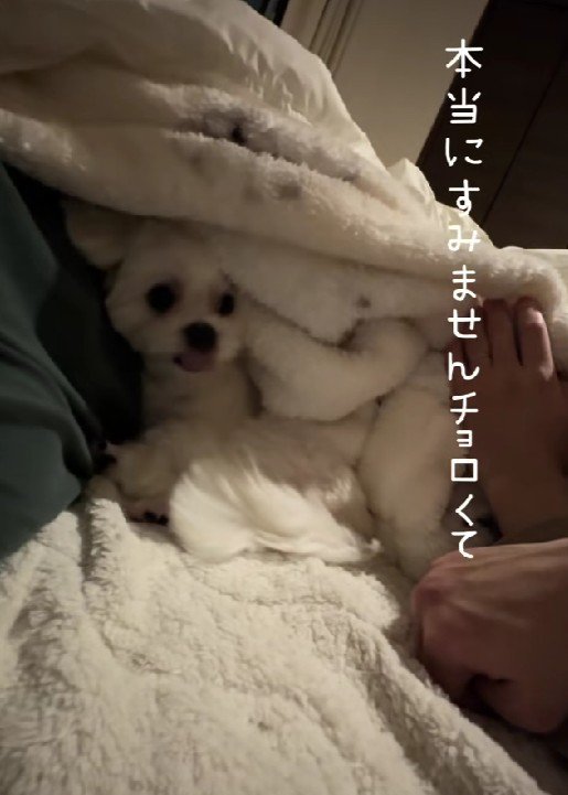 愛おしさには勝てません