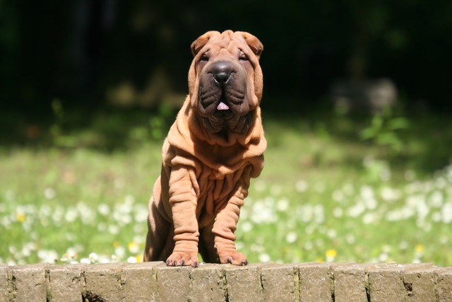 段差に立つ犬