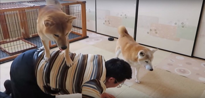 飼い主さんの背中に乗るまめちゃん