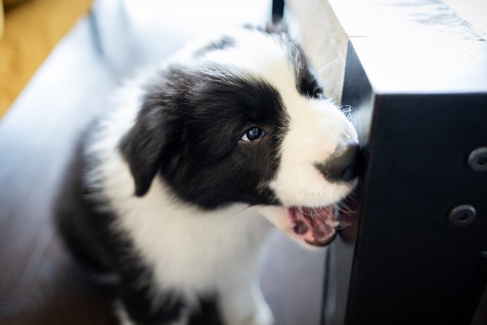 噛む子犬、ボーダーコリー