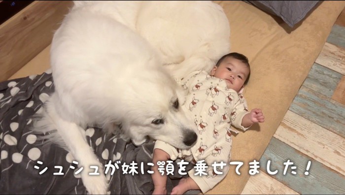 赤ちゃんの体に顎を乗せる犬