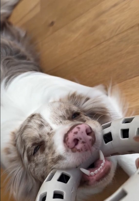 動かないRALくん