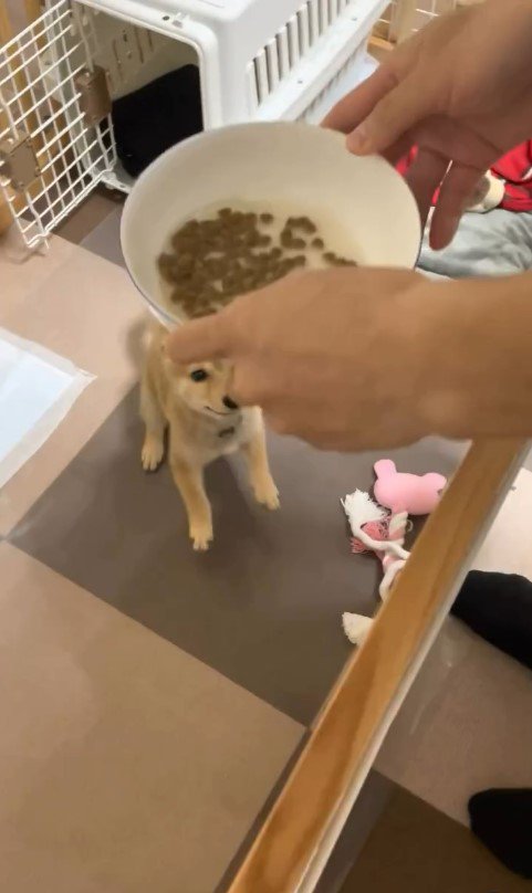 えだまめ君の初めての「待て」