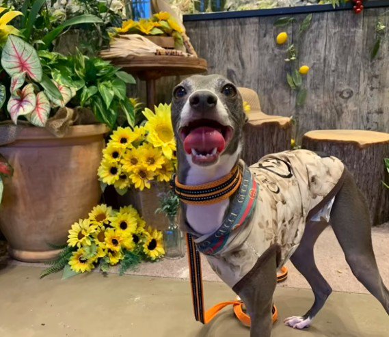 引き取ることを決意