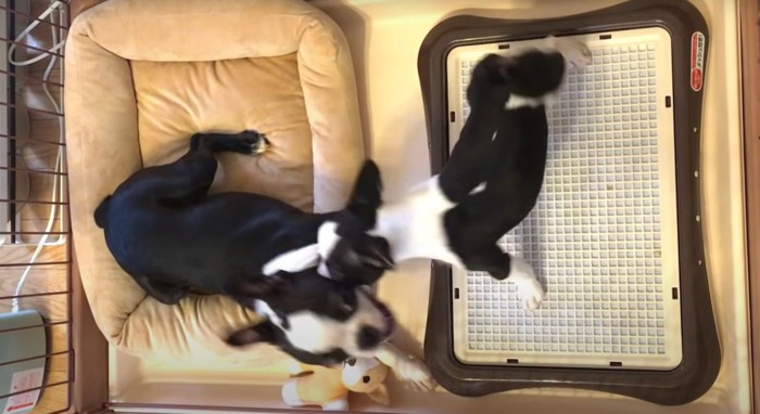 じゃれあう犬達を上から見た図