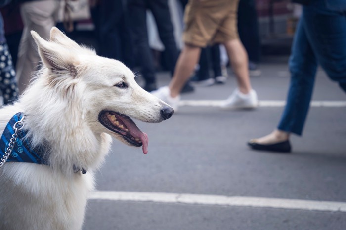 街中の雑踏とホワイト・スイス・シェパードの横顔