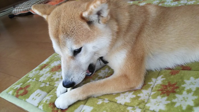 おもちゃを噛む柴犬