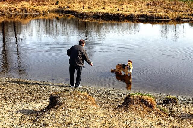 犬に手を差し伸べる男性