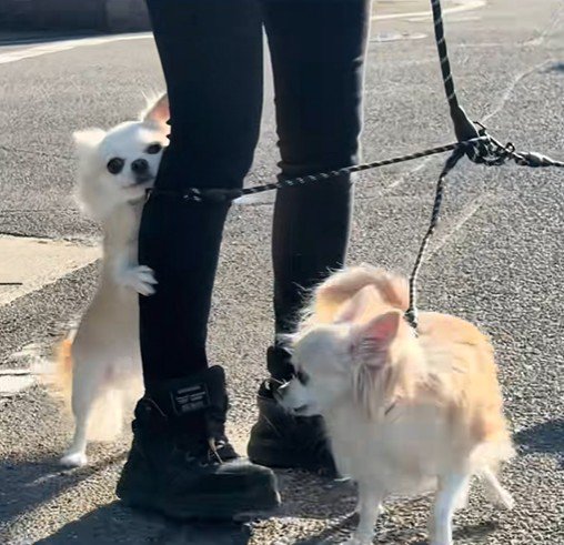 チワワ3匹とお散歩3