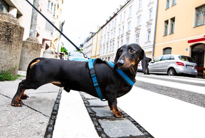 車道の直前で止まってしまった犬