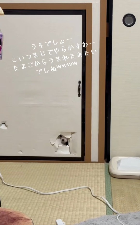 鼻が見えている凛くん
