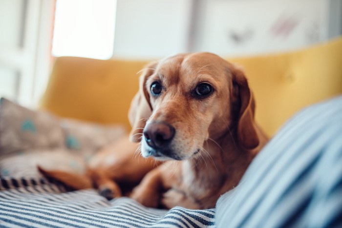 ソファに伏せている茶色い犬