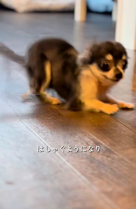 元気に遊ぶ子犬