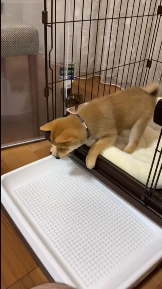 出口に足をかける柴犬