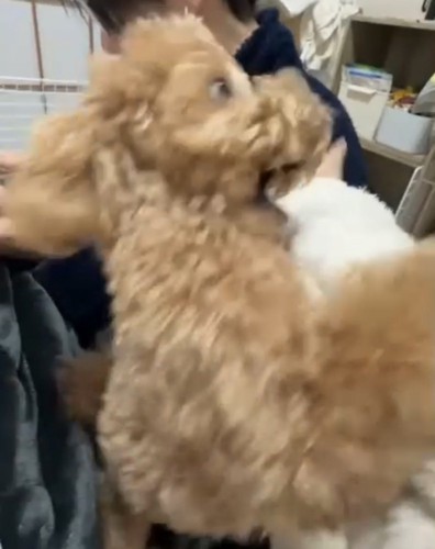 腕にしがみつく犬1