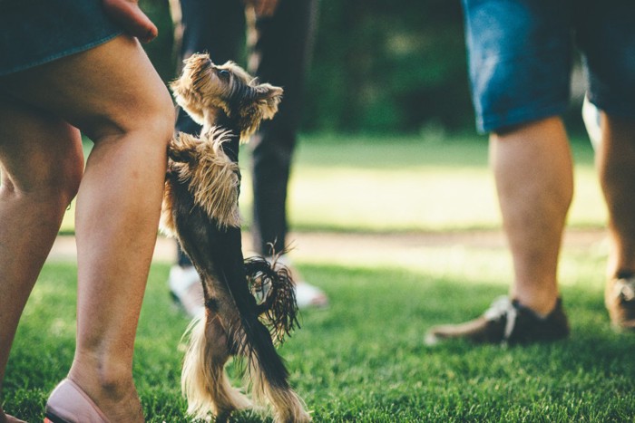 人の足に前脚をかける犬