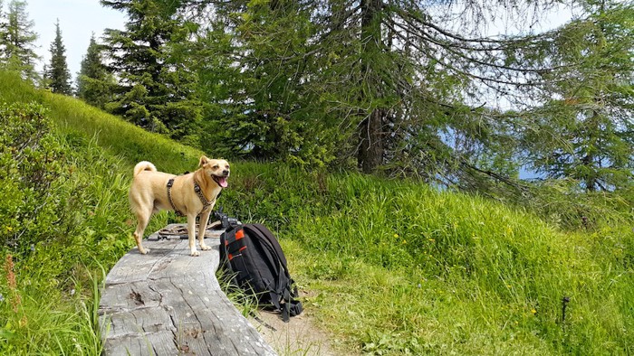 ベンチの上に立つ犬とリュック