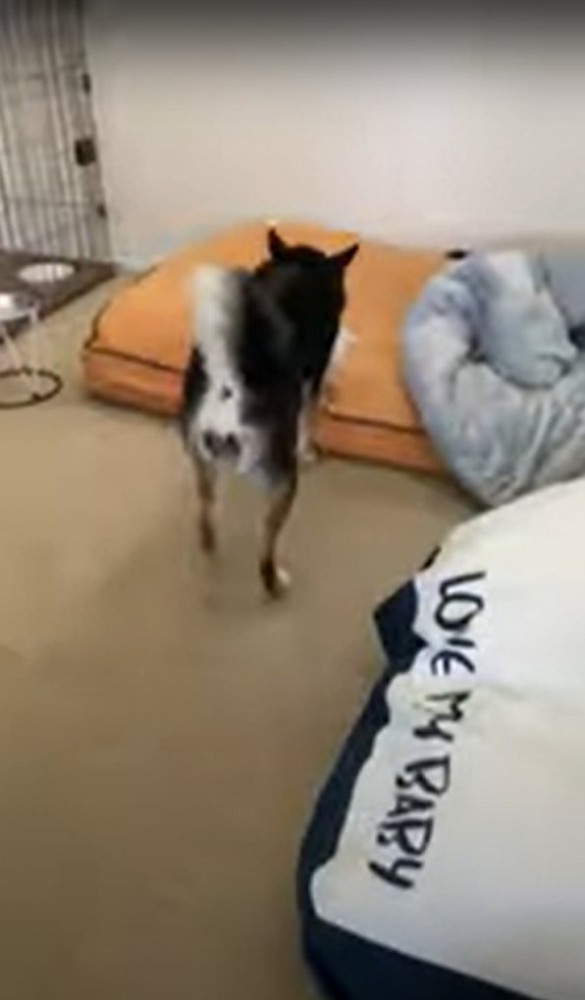 子犬をくわえて布団に向かう柴犬